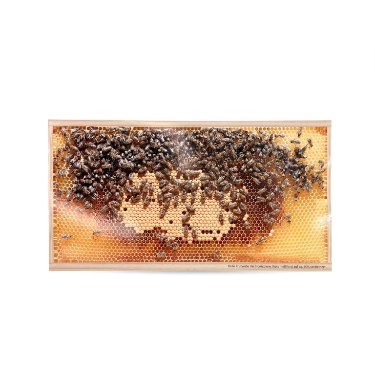 Postkarte-Bienenmotiv-Bienenhaus-Freinberg-Bienenprodukte-und-Imkereibedarf-Geschenkideen