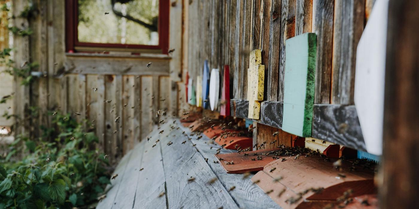 Fruehling-Bienenhaus-Freinberg-Header-Banner_Mobil_1920x1080px